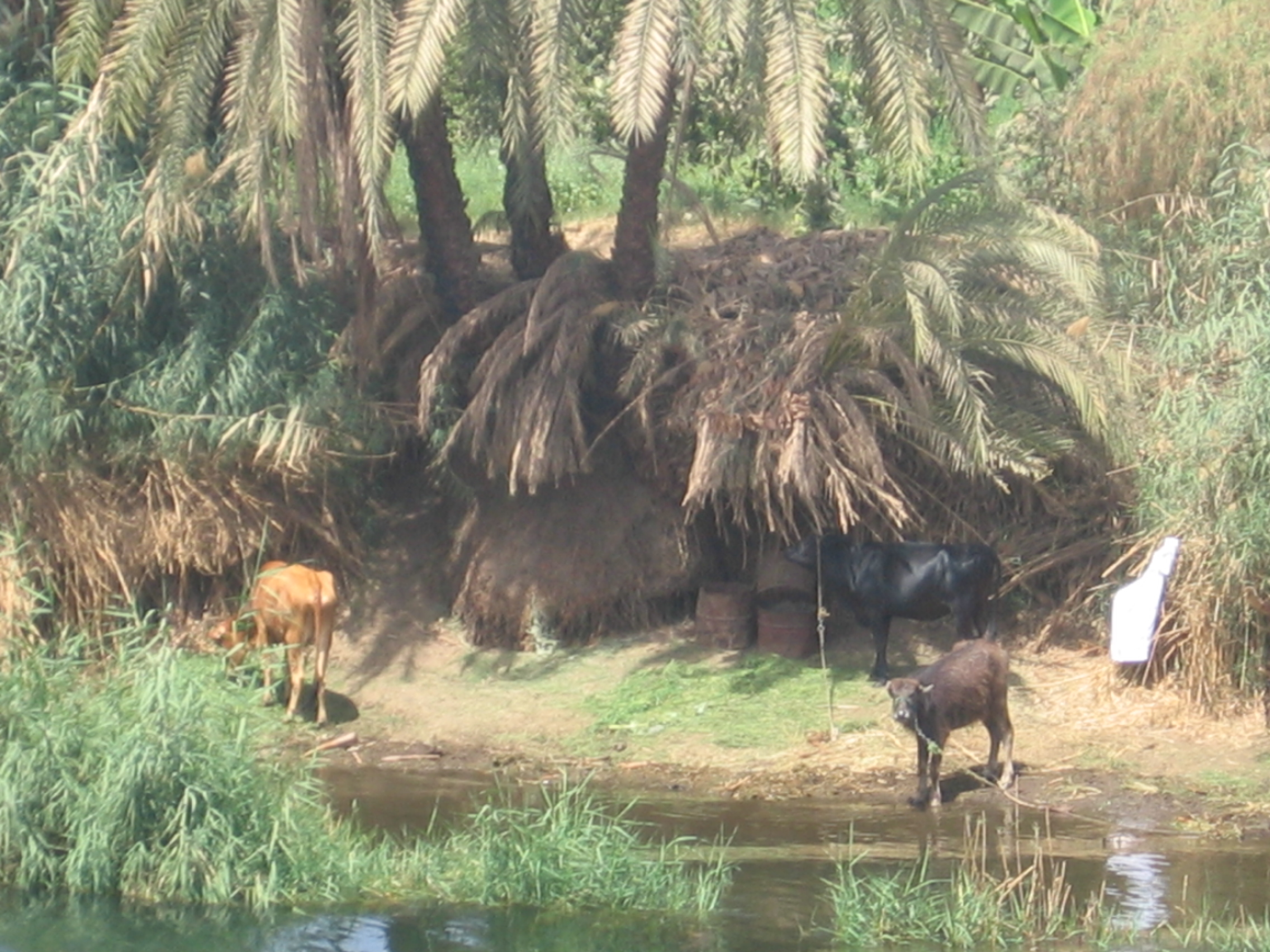 Egipto, 2007. Crucero por el Nilo. 