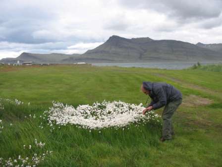 Islandia, 2008. Frío entre las flores