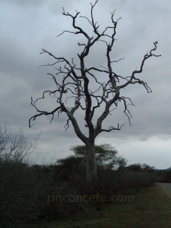 Kruger,2003. Árbol quemado