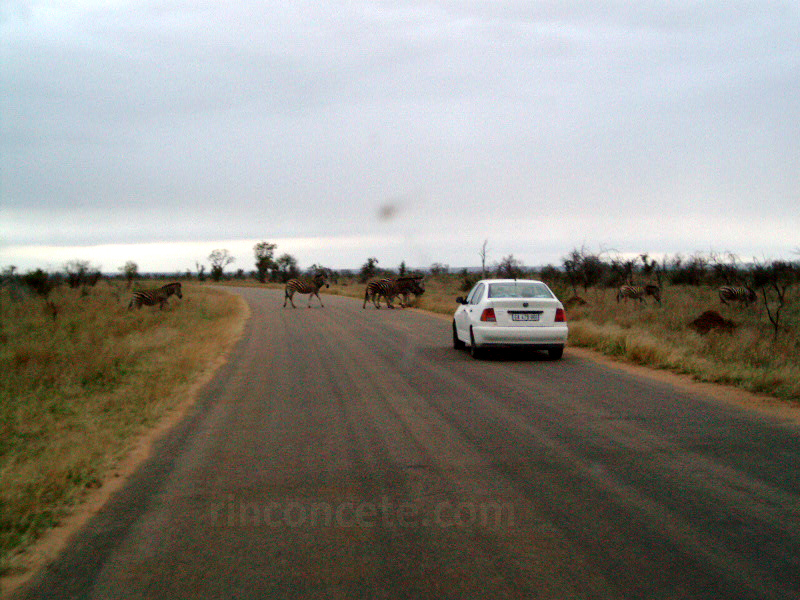 Kruger,2003. Red viaria en el parque