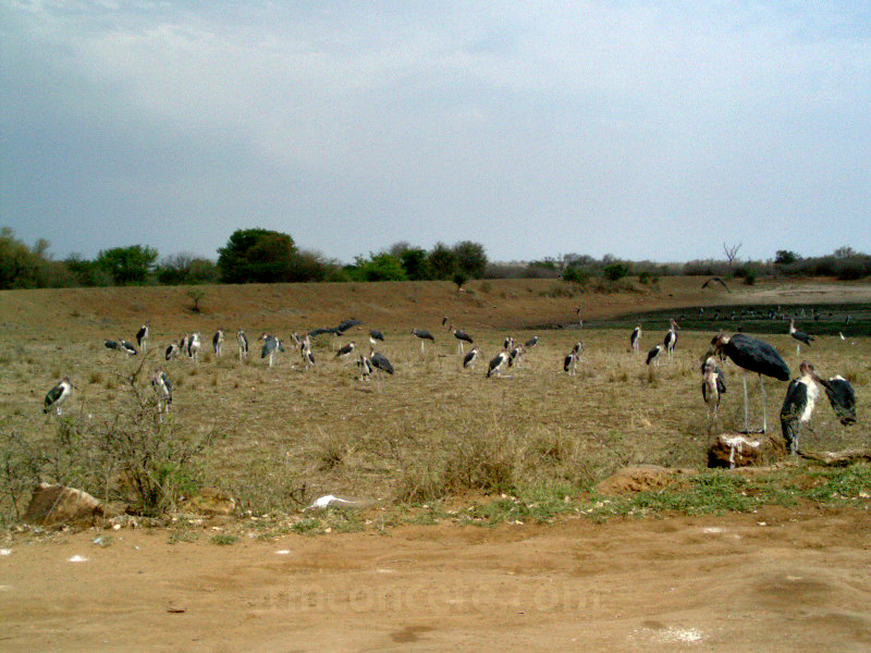 Kruger,2003. Cigüeñas