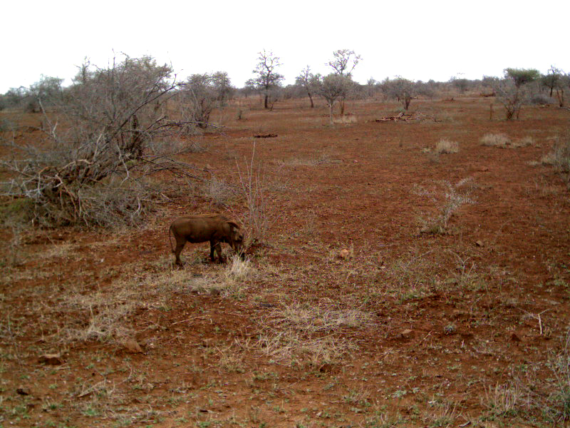 Kruger,2003. Facócero