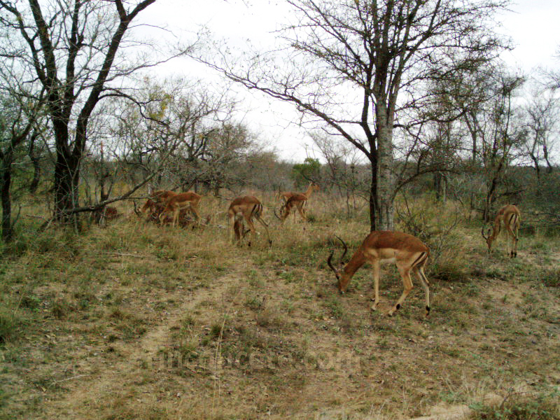 Kruger,2003. Impalas