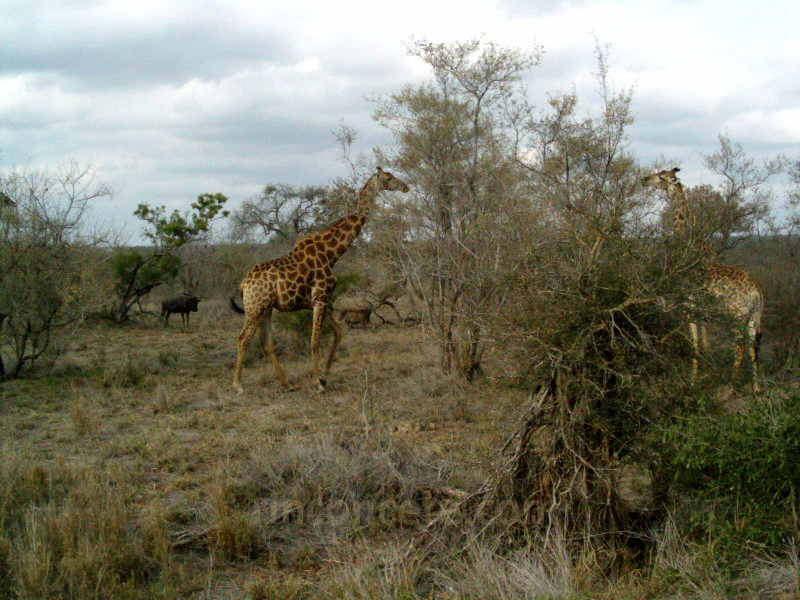 Kruger,2003. Jirafas