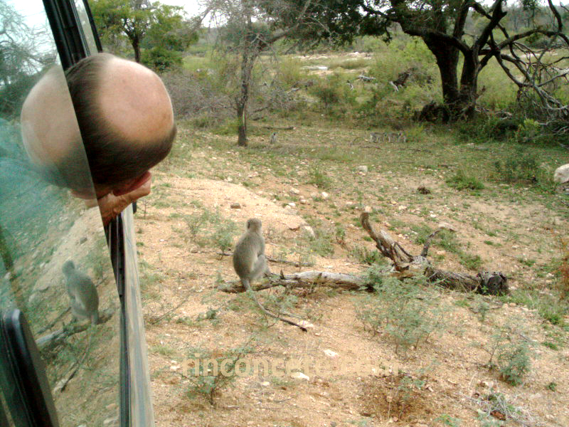 Kruger,2003. El mono no es el calvo